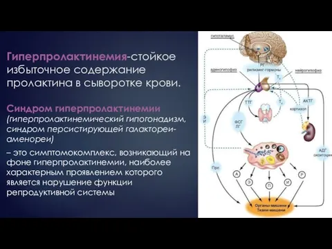 Гиперпролактинемия-стойкое избыточное содержание пролактина в сыворотке крови. Синдром гиперпролактинемии (гиперпролактинемический гипогонадизм, синдром