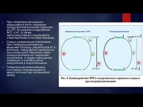При гиперпролактинемии нарушается ритм секреции гонадотропин-рилизинг-гормона (Гн-РГ), блокируется выработка ФСГ и ЛГ,