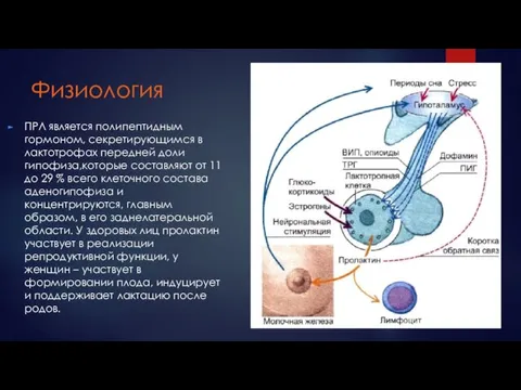 Физиология ПРЛ является полипептидным гормоном, секретирующимся в лактотрофах передней доли гипофиза,которые составляют