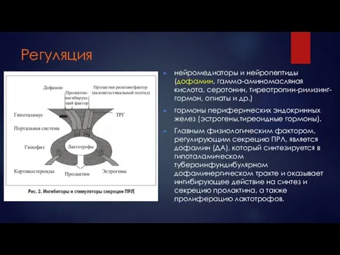 Регуляция нейромедиаторы и нейропептиды (дофамин, гамма-аминомасляная кислота, серотонин, тиреотропин-рилизинг-гормон, опиаты и др.)