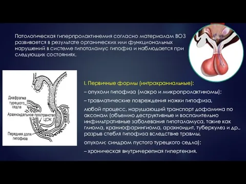 Патологическая гиперпролактинемия согласно материалам ВОЗ развивается в результате органических или функциональных нарушений