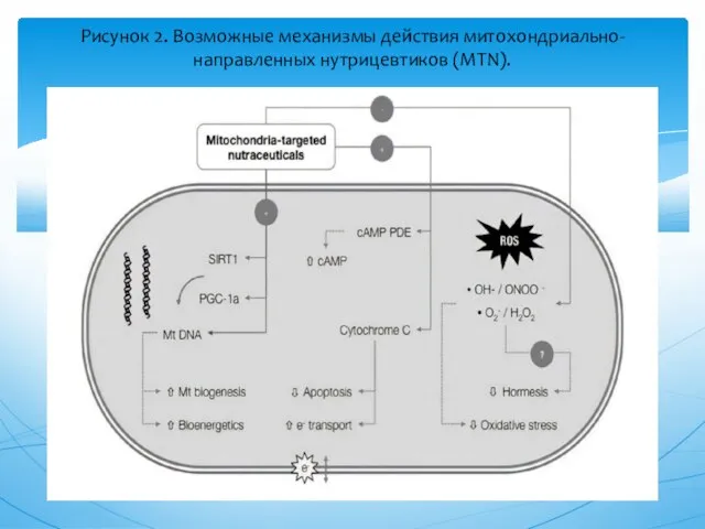 Рисунок 2. Возможные механизмы действия митохондриально-направленных нутрицевтиков (MTN).