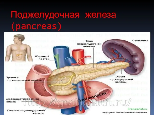 Поджелудочная железа(pancreas)