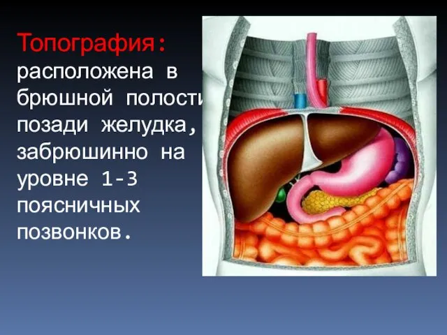 Топография: расположена в брюшной полости позади желудка, забрюшинно на уровне 1-3 поясничных позвонков.