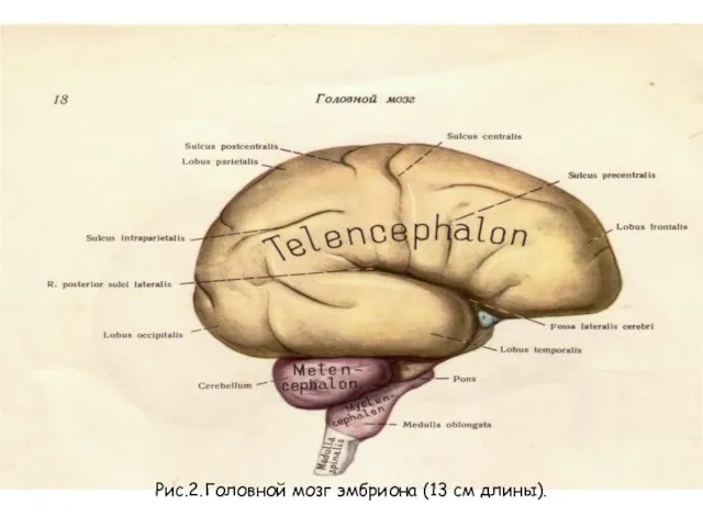 Рис.2.Головной мозг эмбриона (13 см длины).