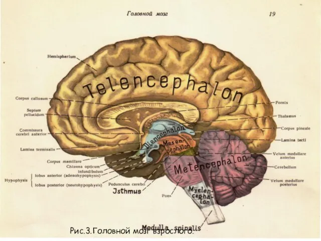 Рис.3.Головной мозг взрослого.