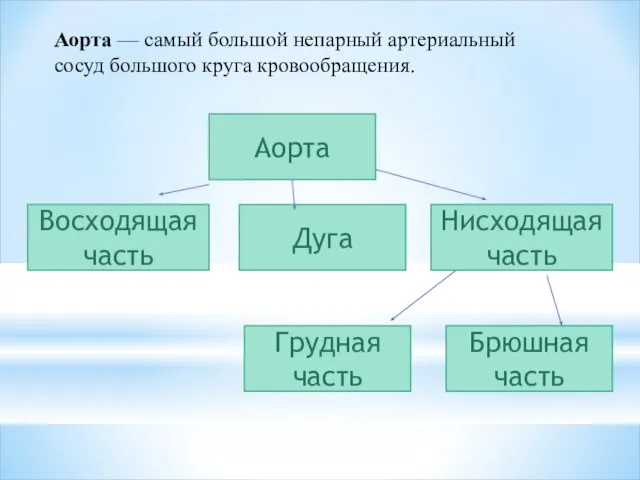 Аорта — самый большой непарный артериальный сосуд большого круга кровообращения. Аорта Брюшная