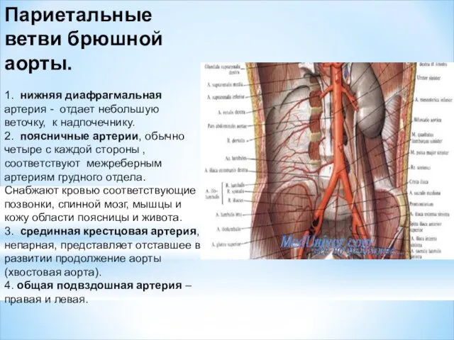 Париетальные ветви брюшной аорты. 1. нижняя диафрагмальная артерия - отдает небольшую веточку,