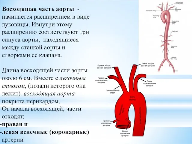 Восходящая часть аорты - начинается расширением в виде луковицы. Изнутри этому расширению