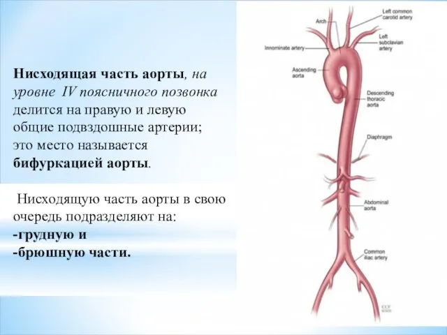 Нисходящая часть аорты, на уровне IV поясничного позвонка делится на правую и