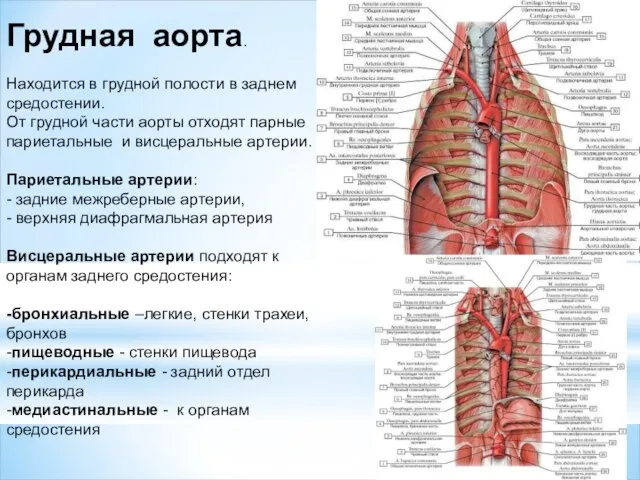 Грудная аорта. Находится в грудной полости в заднем средостении. От грудной части