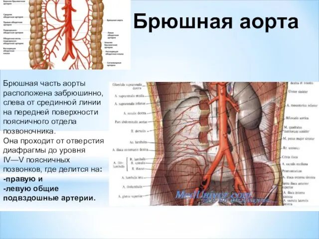 Брюшная часть аорты расположена забрюшинно, слева от срединной линии на передней поверхности