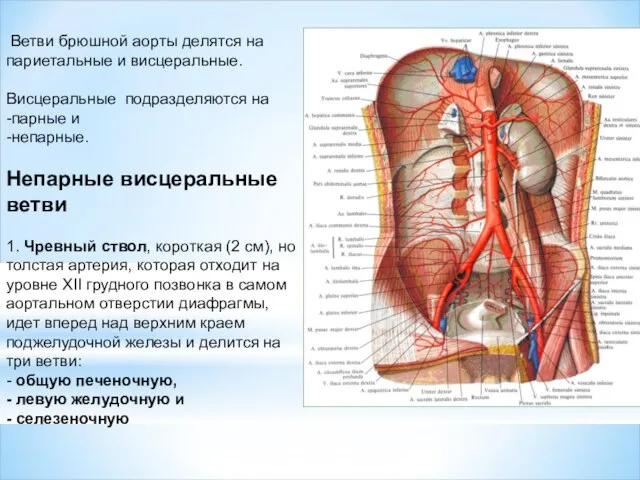 Ветви брюшной аорты делятся на париетальные и висцеральные. Висцеральные подразделяются на -парные