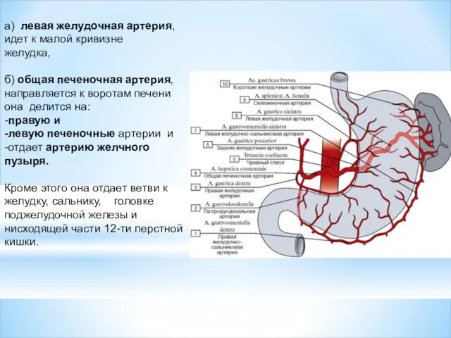 а) левая желудочная артерия, идет к малой кривизне желудка, б) общая печеночная