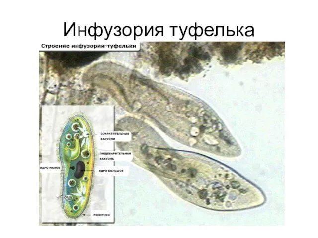 Инфузория туфелька