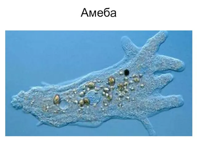 Амеба