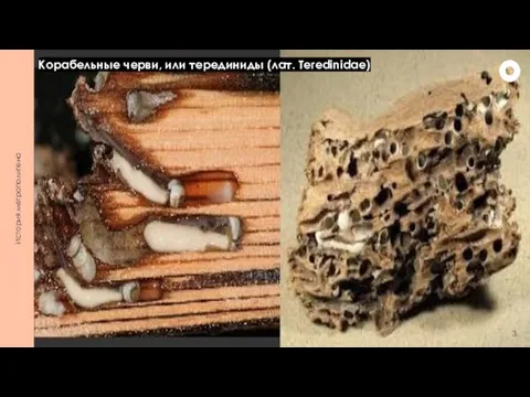 История метрополитена Корабельные черви, или терединиды (лат. Teredinidae)