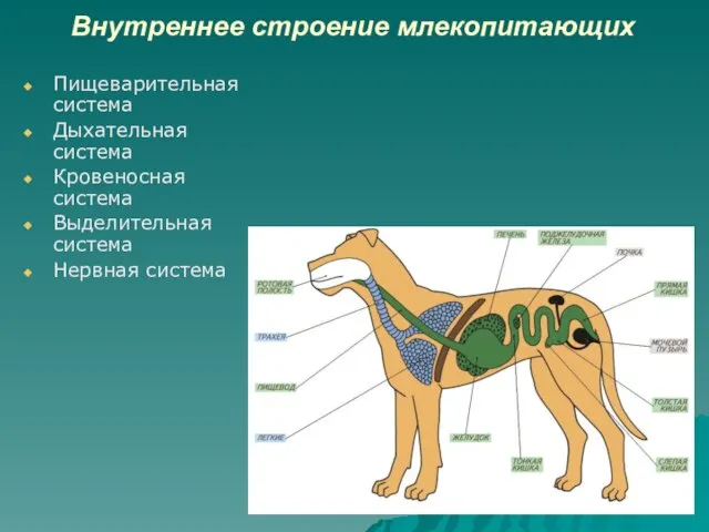 Внутреннее строение млекопитающих Пищеварительная система Дыхательная система Кровеносная система Выделительная система Нервная система