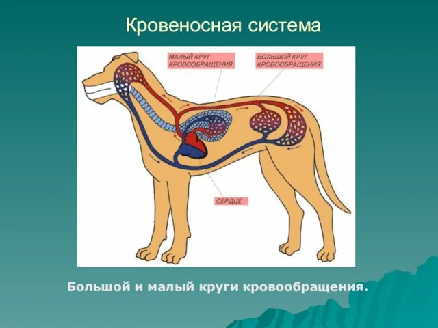 Кровеносная система Большой и малый круги кровообращения.