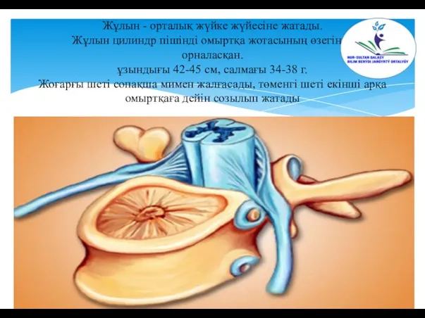 Жұлын - орталық жүйке жүйесіне жатады. Жұлын цилиндр пішінді омыртқа жотасының өзегінде