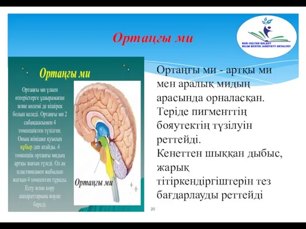 Ортаңғы ми Ортаңғы ми - артқы ми мен аралық мидың арасында орналасқан.