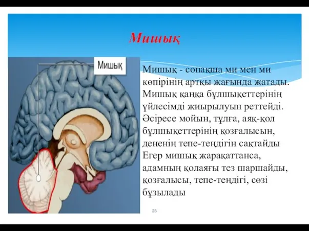 Мишық Мишық - сопақша ми мен ми көпірінің артқы жағында жатады. Мишық