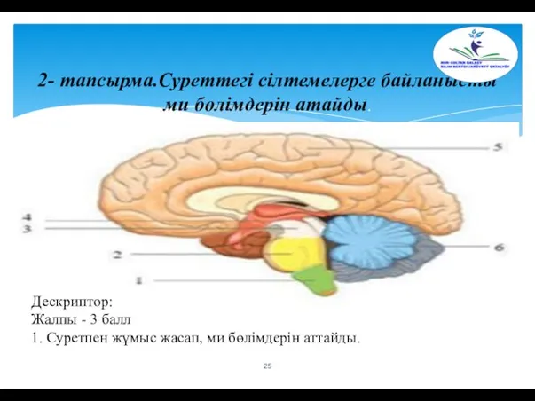 2- тапсырма.Суреттегі сілтемелерге байланысты ми бөлімдерін атайды. Дескриптор: Жалпы - 3 балл