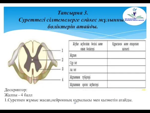 Тапсырма 3. Суреттегі сілтемелерге сәйкес жұлынның бөліктерін атайды. Дескриптор: Жалпы - 4