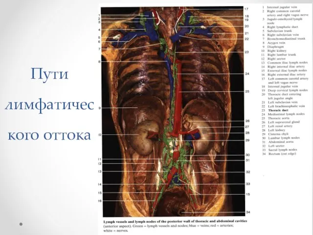 Пути лимфатического оттока