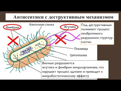 Антисептики с деструктивным механизмом Под деструктивным понимают процесс необратимого разрушения структур клетки.