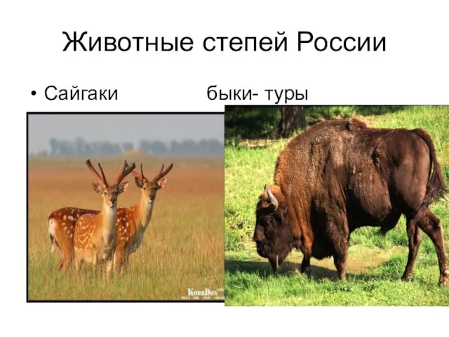 Животные степей России Сайгаки быки- туры