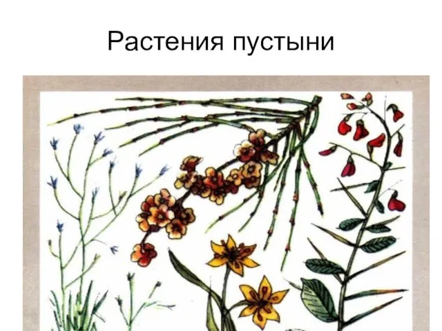 Растения пустыни