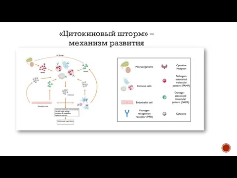 «Цитокиновый шторм» – механизм развития