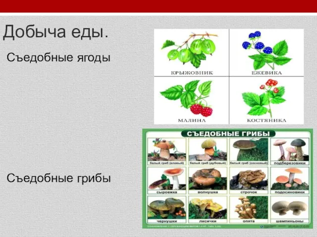 Добыча еды. Съедобные ягоды Съедобные грибы