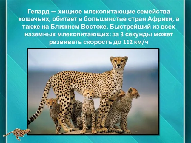 Гепард — хищное млекопитающие семейства кошачьих, обитает в большинстве стран Африки, а