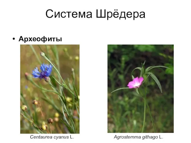 Система Шрёдера Археофиты Centaurea cyanus L. Agrostemma githago L.
