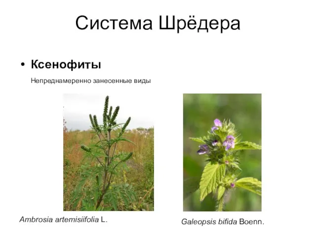 Система Шрёдера Ксенофиты Непреднамеренно занесенные виды Ambrosia artemisiifolia L. Galeopsis bifida Boenn.