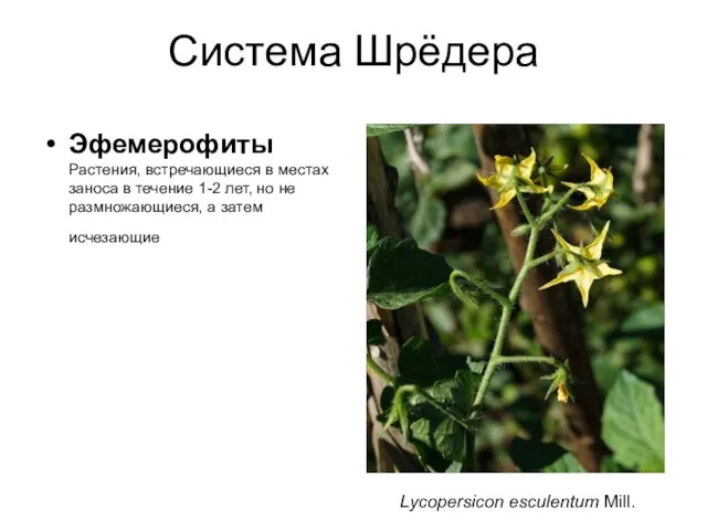 Система Шрёдера Эфемерофиты Растения, встречающиеся в местах заноса в течение 1-2 лет,