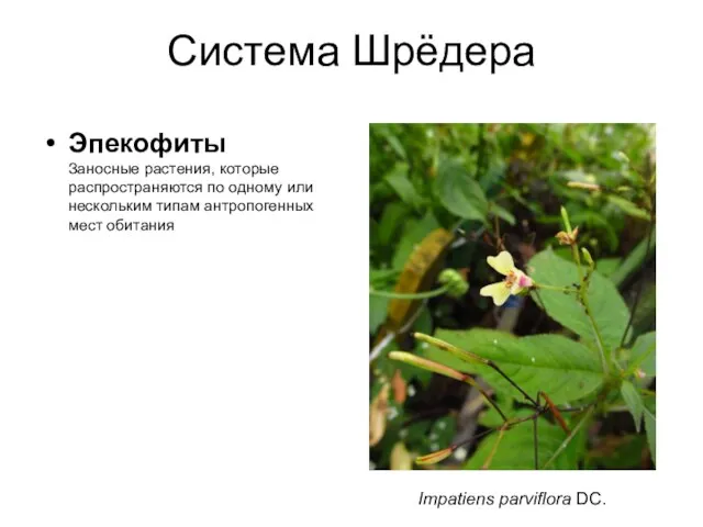 Система Шрёдера Эпекофиты Заносные растения, которые распространяются по одному или нескольким типам