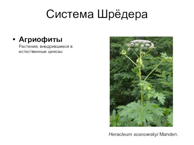 Система Шрёдера Агриофиты Растения, внедрившиеся в естественные ценозы Heracleum sosnowskyi Manden.