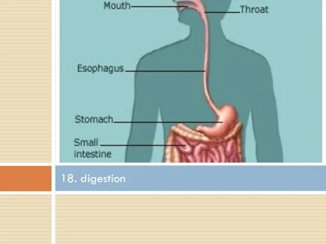 18. digestion