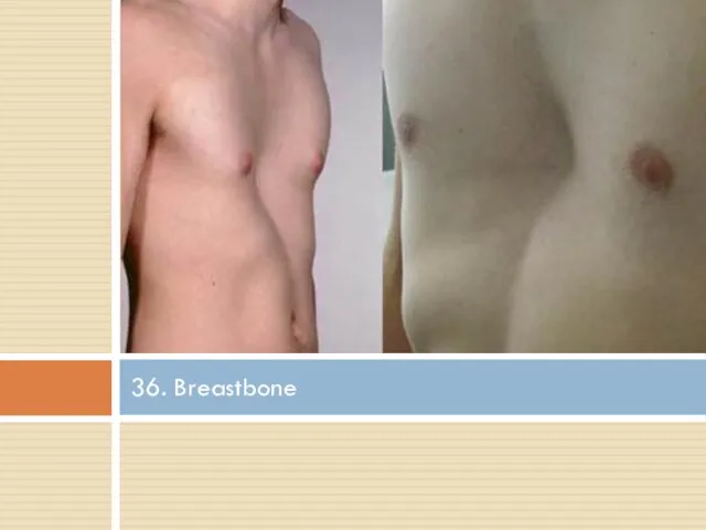 36. Breastbone