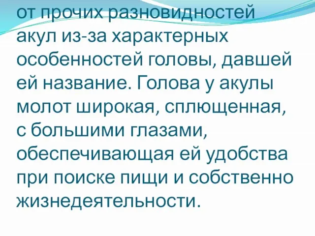 Акула молот ярко отличается от прочих разновидностей акул из-за характерных особенностей головы,