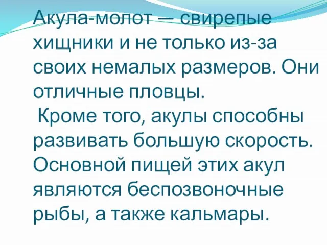 Акула-молот — свирепые хищники и не только из-за своих немалых размеров. Они