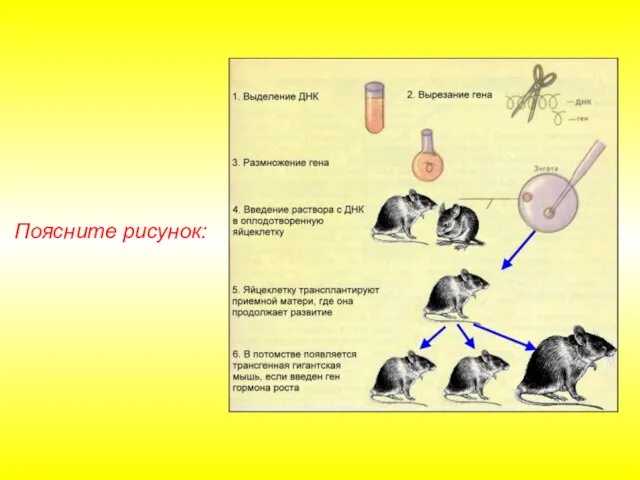 Поясните рисунок: