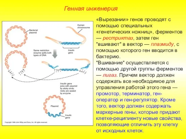 «Вырезании» генов проводят с помощью специальных «генетических ножниц», ферментов — рестриктаз, затем