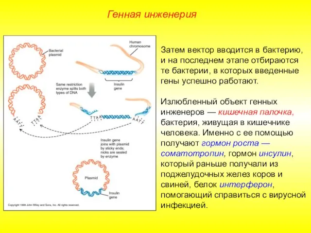 Затем вектор вводится в бактерию, и на последнем этапе отбираются те бактерии,