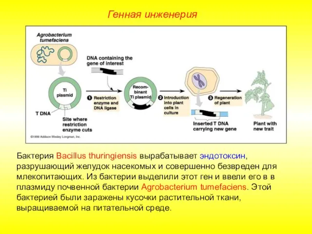 Бактерия Bacillus thuringiensis вырабатывает эндотоксин, разрушающий желудок насекомых и совершенно безвреден для