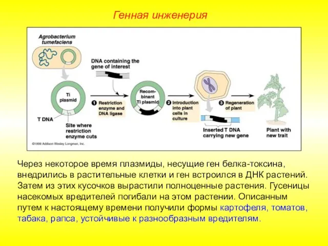 Через некоторое время плазмиды, несущие ген белка-токсина, внедрились в растительные клетки и