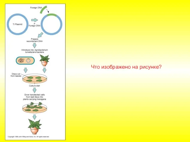 Что изображено на рисунке?